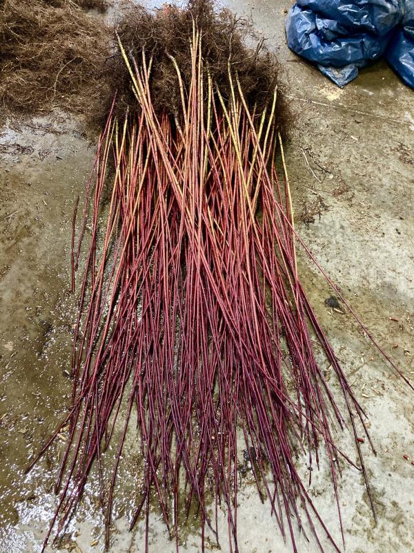 Red osier dogwood bare-root stems ready for planting